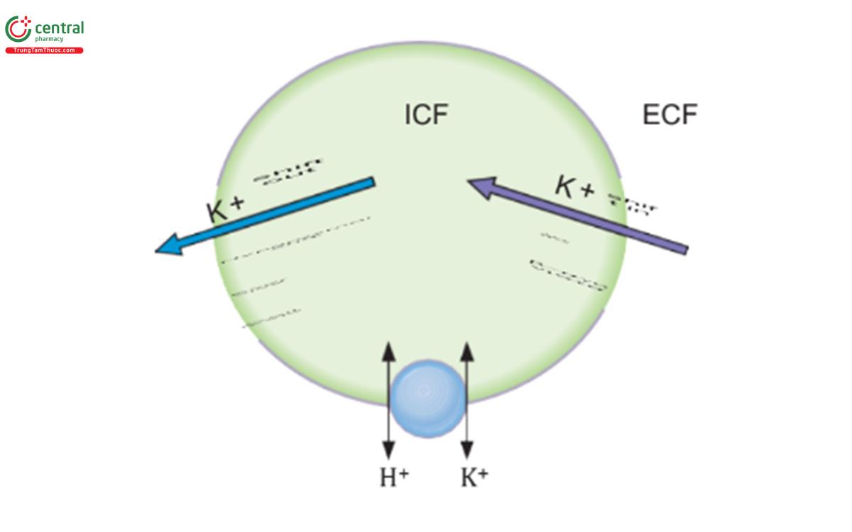 HÌNH 5.13 Cân bằng K+ nội bào. ECF dịch ngoại bào; ICF  dịch nội bào.