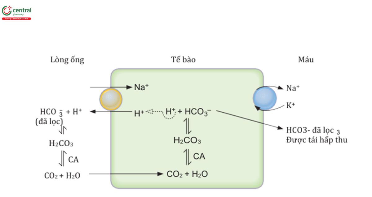 HÌNH 5.21 Cơ chế tái hấp thu HCO3- đã lọc ở ống lượn gần. CA carbonic anhydrase.