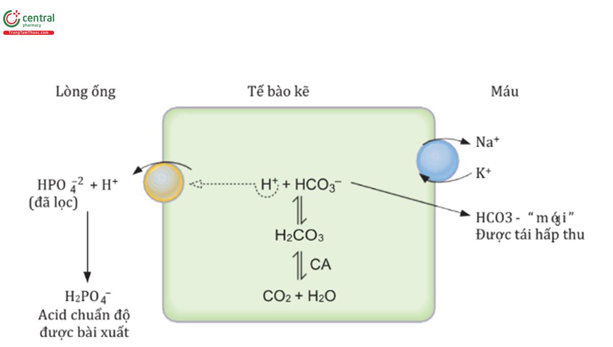 HÌNH 5.22 Cơ chế bài tiết H+ dưới dạng acid chuẩn độ. CA carbonic anhydrase.
