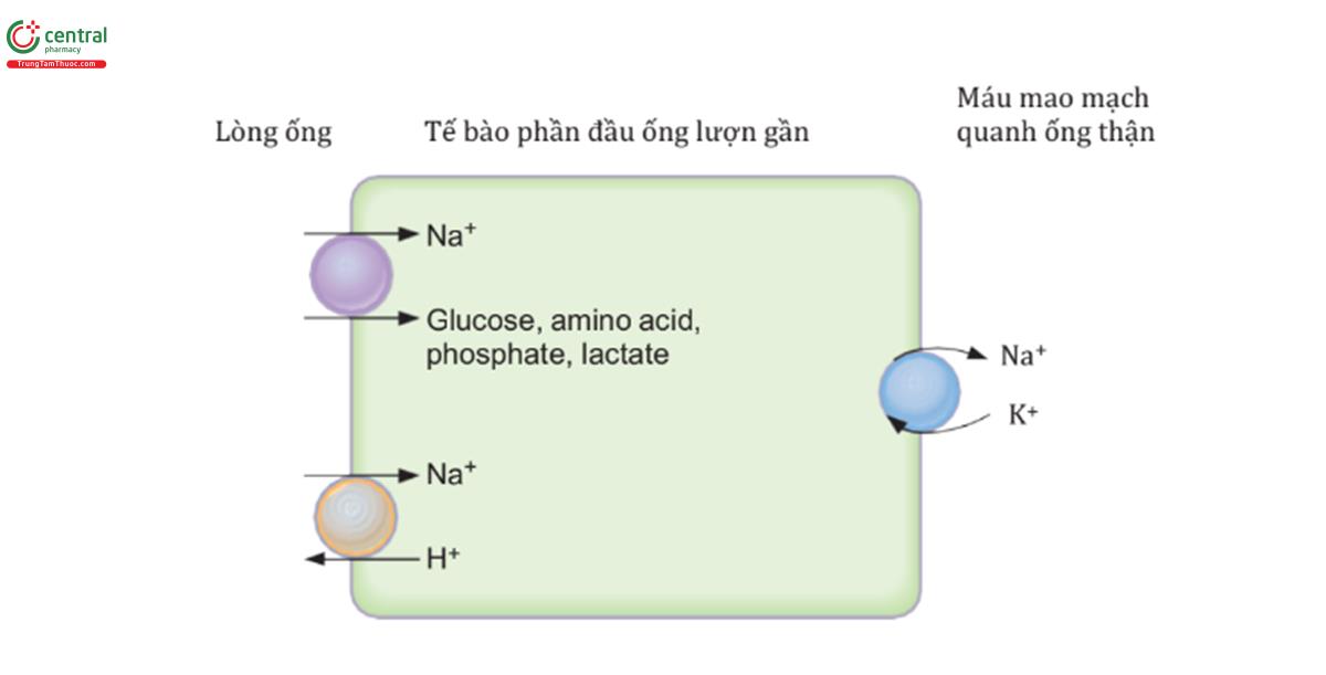HÌNH 5.8 Cơ chế tái hấp thu Na+ trong tế bào đoạn đầu ống lượn gần.