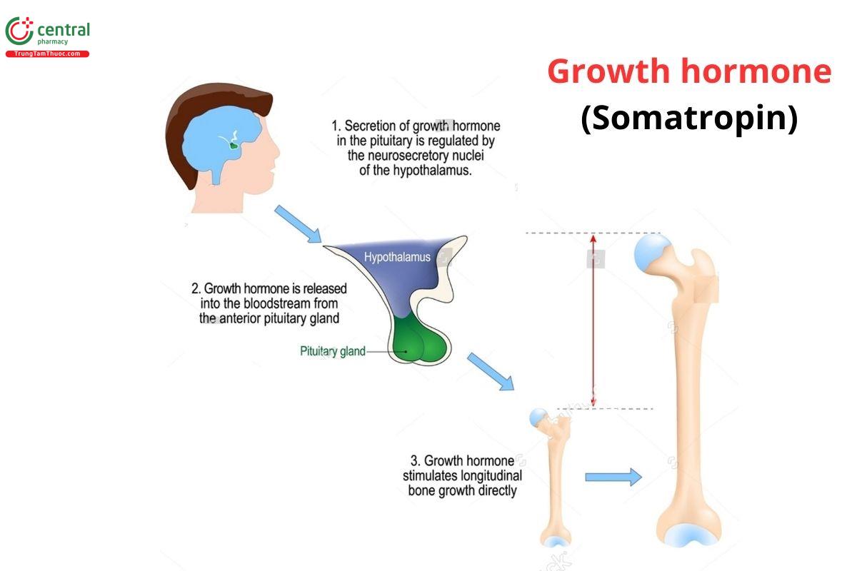 Cơ chế của Somatropin