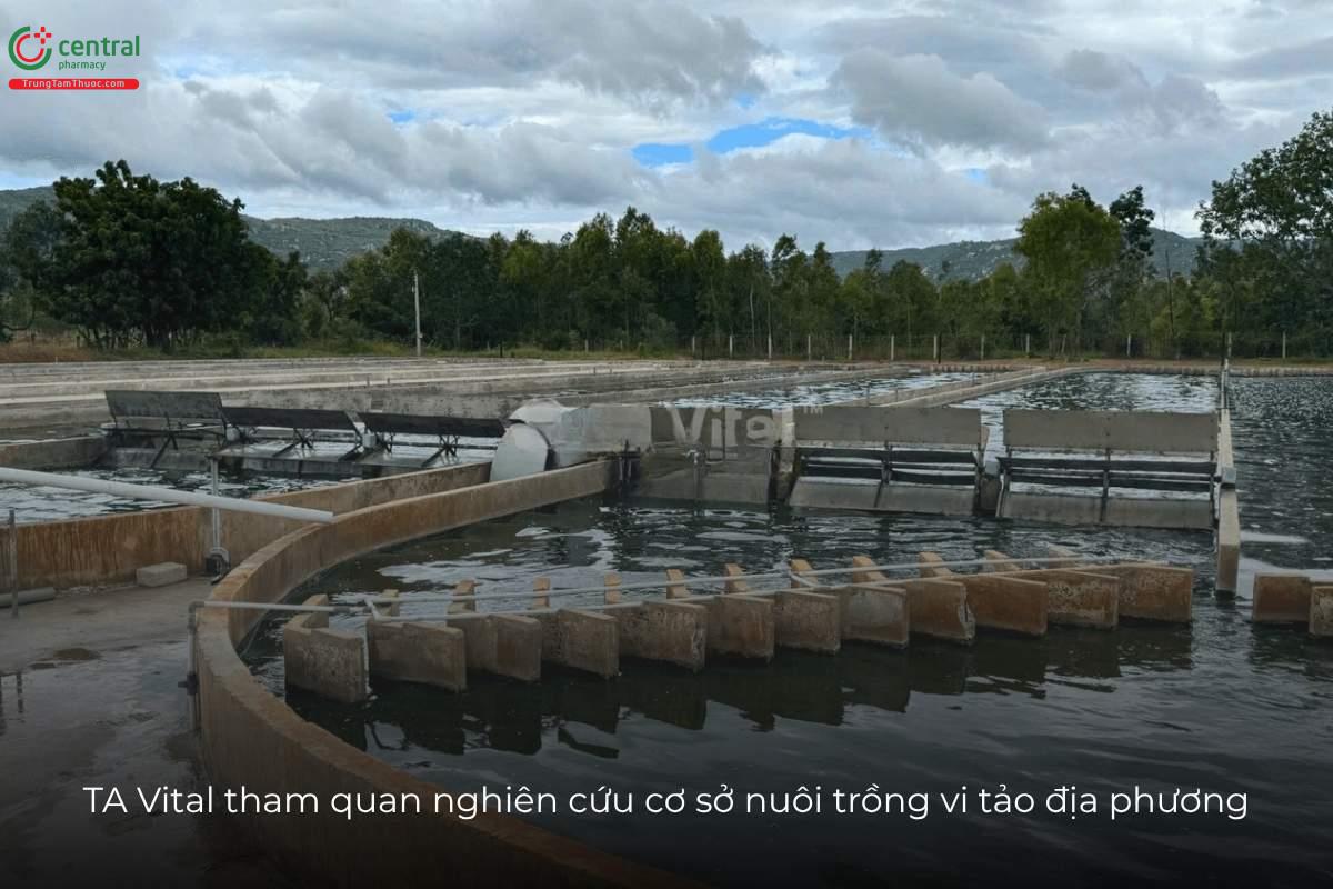 TA Vital tham quan nghiên cứu cơ sở nuôi trồng vi tảo địa phương