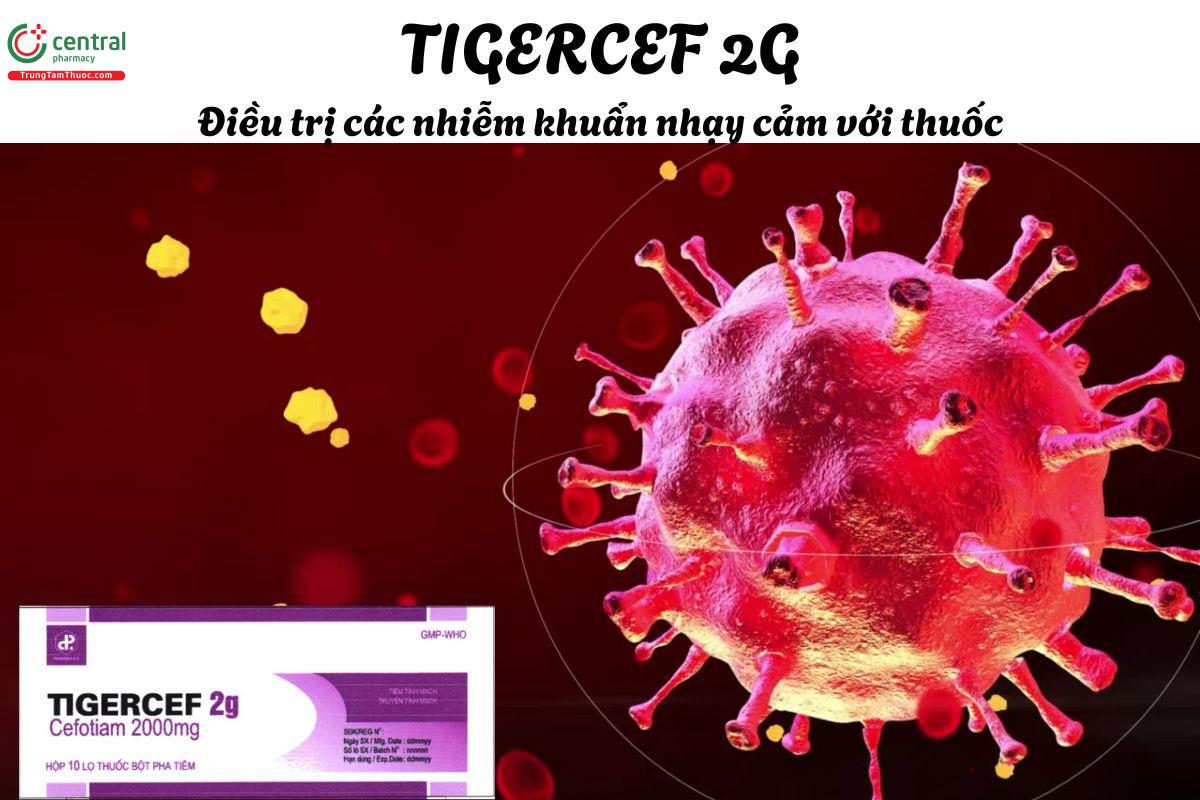Thuốc Tigercef 2g - Điều trị các nhiễm khuẩn đường hô hấp dưới, tiết niệu