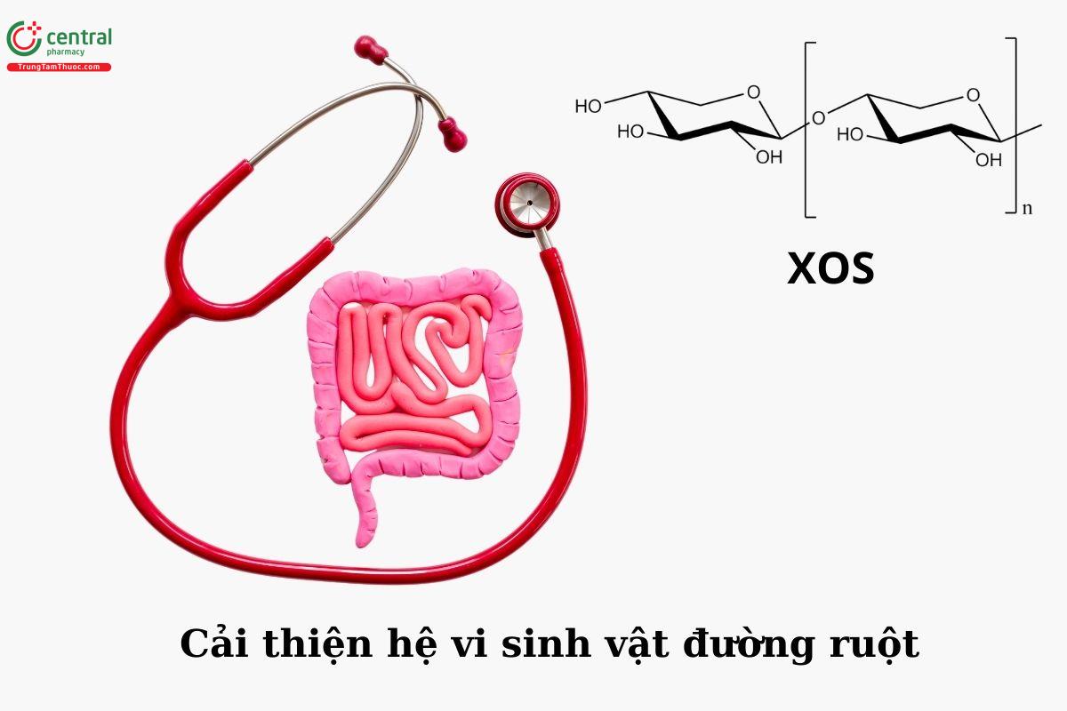 XOS cải thiện hệ vi sinh vật đường ruột