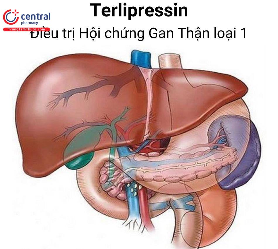 Terlipressin điều trị Hội chứng gan thận loại 1