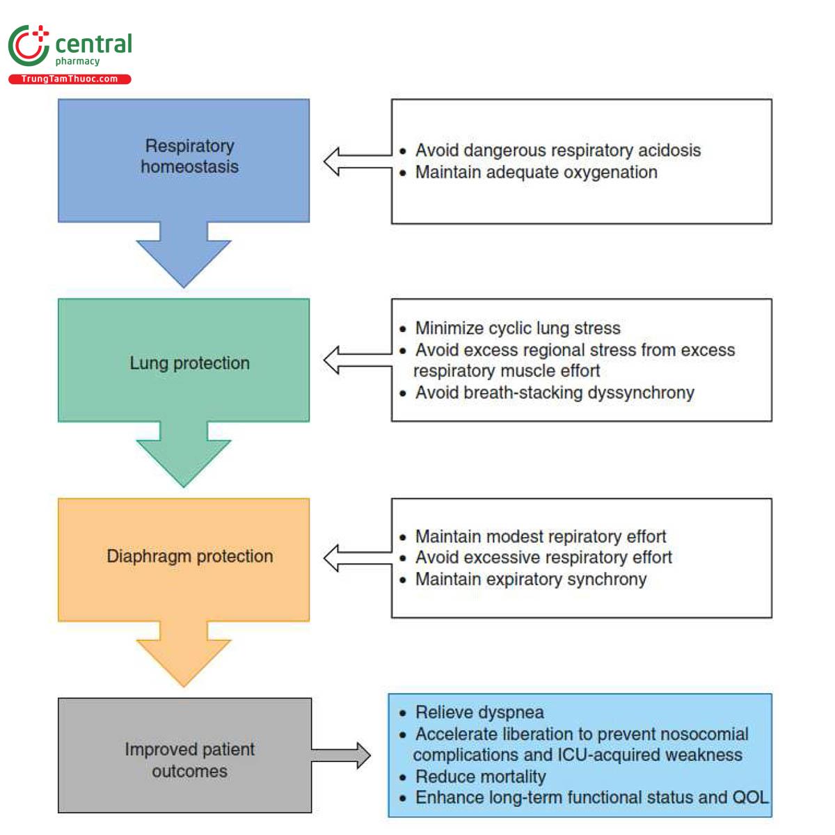 Hình 3. Khung khái niệm về thông khí bảo vệ phổi và cơ hoành. Các mục tiêu chính (cân bằng nội môi, bảo vệ phổi và bảo vệ cơ hoành) đạt được bằng cách cung cấp thông khí cơ học theo các mục tiêu điều trị được đề xuất. Mục tiêu của chiến lược này không phải chủ yếu là khôi phục sinh lý bình thường mà là giảm thiểu chấn thương và tối ưu hóa kết quả của bệnh nhân. QOL = chất lượng cuộc sống 