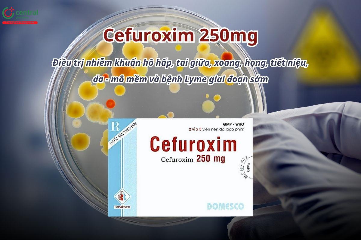 Thuốc Cefuroxim 250mg Domesco điều trị nhiễm khuẩn hô hấp, tai giữa, xoang, họng, tiết niệu, da - mô mềm và bệnh Lyme giai đoạn sớm
