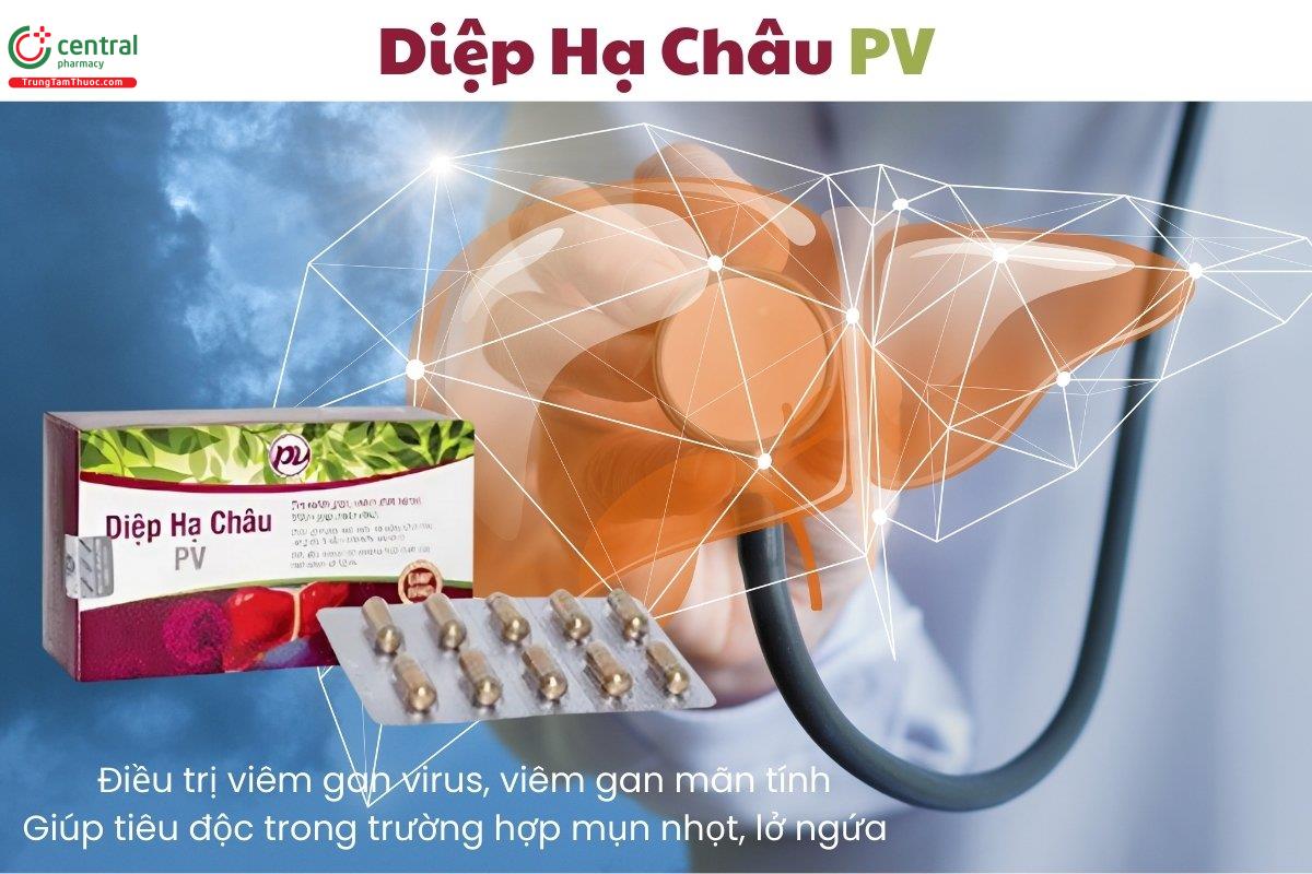 Thuốc Diệp Hạ Châu PV điều trị viêm gan virus, viêm gan mãn tính và giúp tiêu độc trong mụn nhọt, ngứa
