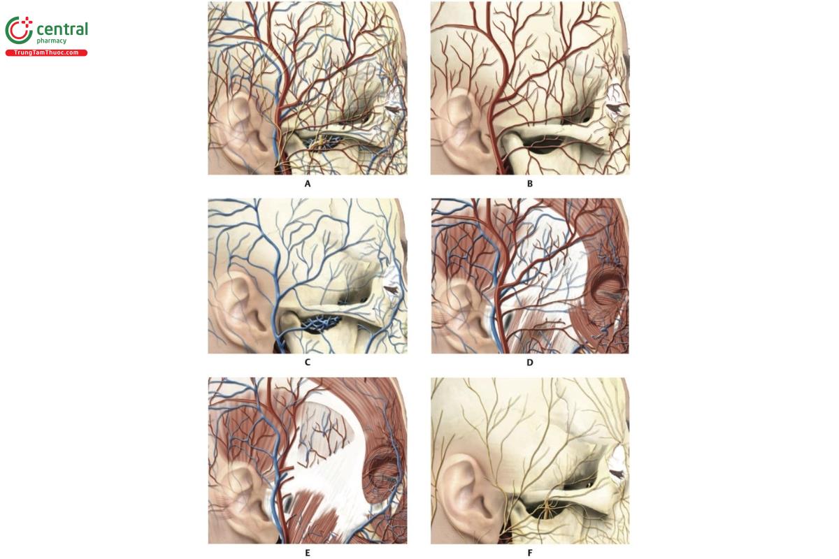 Hình 6.7 Hình bên sự phân bố mạch máu và thần kinh của vùng thái dương. A. Hộp sọ với sự phân bố mạch máu và thần kinh tương ứng. B. Hộp sọ với các động mạch tương ứng. C. Hộp sọ với các tĩnh mạch tương ứng. D. Hộp sọ với các mạch máu tương ứng phía trên các cơ ở 1/3 trên và giữa của khuôn mặt. E. Hộp sọ với sự phân bố mạch máu tương ứng phía trên các cơ ở 1/3 trên và giữa của khuôn mặt. Cân thái dương nông đã được gấp ngược, để lộ sự phân bố mạch máu trên cân sâu. F. Hộp sọ với phân bố thần kinh cảm giác vận động tương ứng.