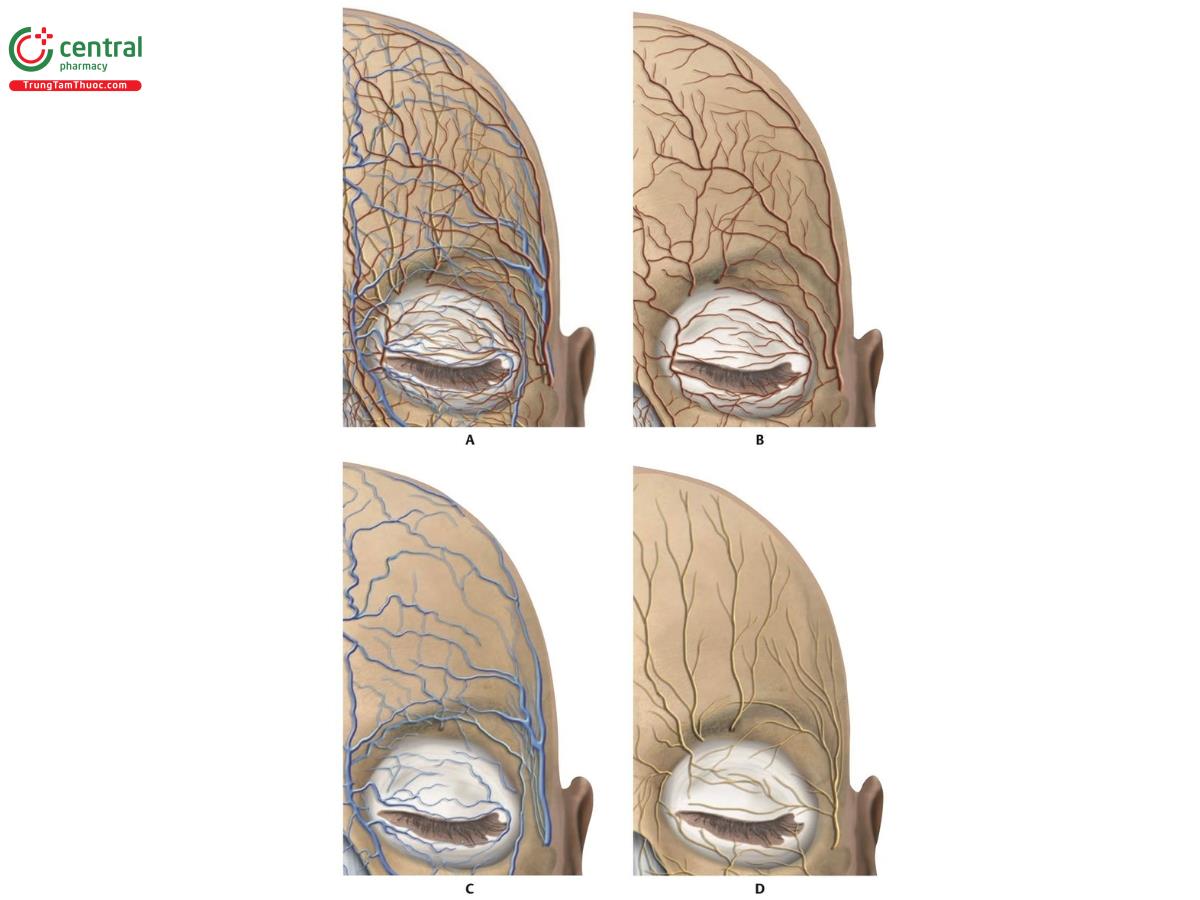 Hình 8.3 Phía bên trái trán. A. Phân bố mạch máu và thần kinh tương ứng. B. Phân bố động mạch tương ứng. C. Phân bố tĩnh mạch tương ứng. D. Phân bố thần kinh tương ứng.