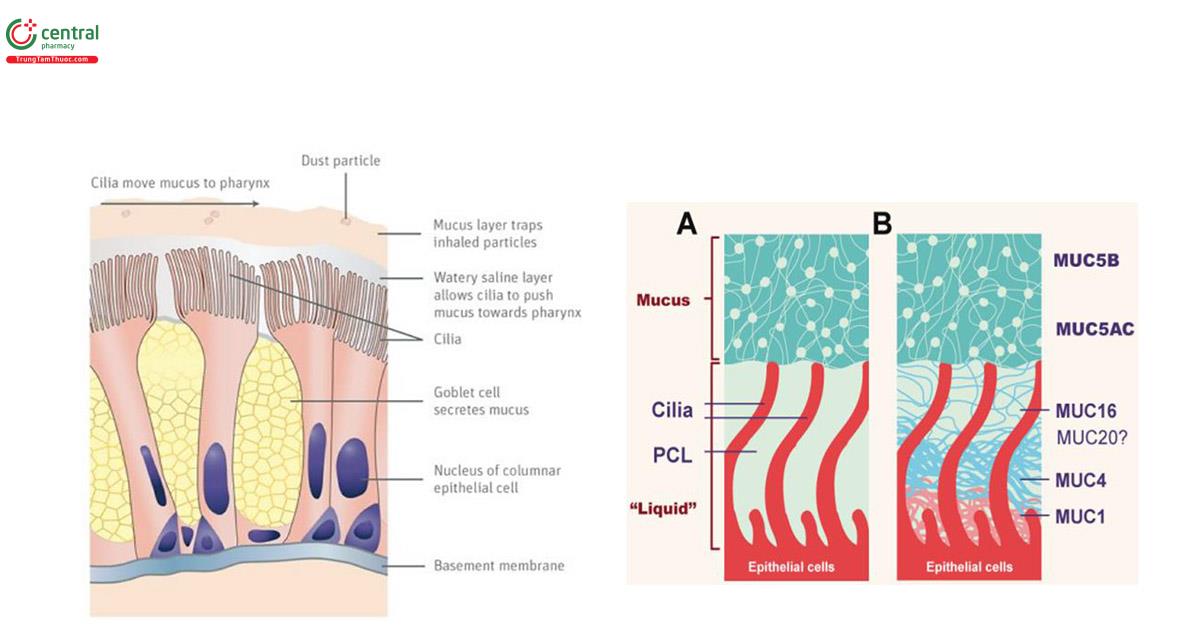 Hình 10. Hình trái: Cấu trúc cơ bản niêm mạc đường thở. Hình phải: (A) Lớp chất nhầy kinh điển “nổi” trên lớp chất lỏng quanh lông chuyển. (B) Công thức hai gel, với các chất nhầy được tiết ra (MUC5B và MUC5AC) cư trú trên lớp lông chuyển , lớp nhầy quanh lông chuyển (PCL) bao gồm MUC1, 4,16 và có thể là 20 (Nguồn trích dẫn: Alcibey Alvarado. Bronchial Mucus: Basic research and clinical application. Clin Res Trials, 2020 doi: 10.15761/CRT.1000316)