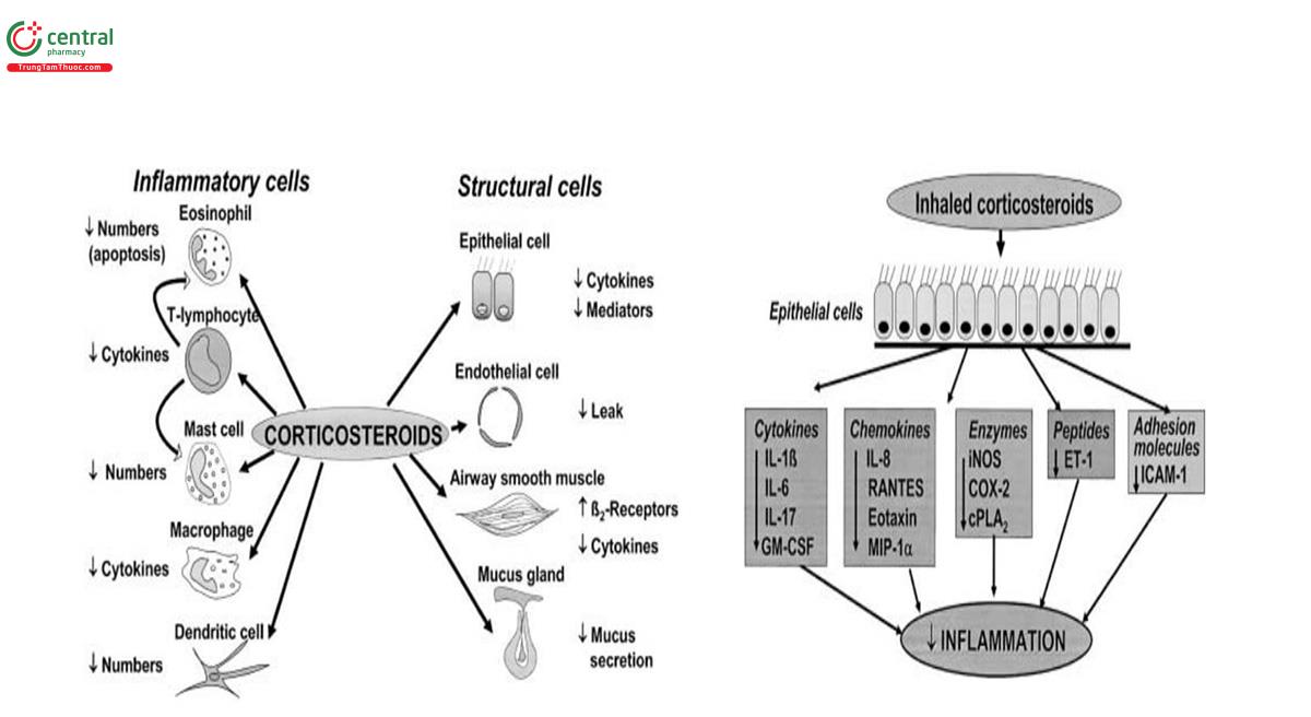 Hình 16. Hình trái: Các thụ thể Glucocorticoid được phân bố rộng rãi trong đường thở và được biểu hiện trên các tế bào viêm và cấu trúc. Phải: Các tế bào biểu mô đường thở có thể là mục tiêu chính của corticosteroid dạng hít, có tác dụng tắt nhiều gen gây viêm. ET-1: nội mô-1; GM-CSF: yếu tố kích thích tạo thành bạch cầu hạt-đại thực bào; ICAM-1: phân tử bám dính giữa các tế bào-1; IL: interleukin; iNOS: tổng hợp oxit nitric cảm ứng; MIP: Protein viêm đại thực bào. (Nguồn trích dẫn: Peter J. Barnes. Distribution of Receptor Targets in the Lung. Proc Am Thorac Soc Vol 1. pp 345–351, 2004)