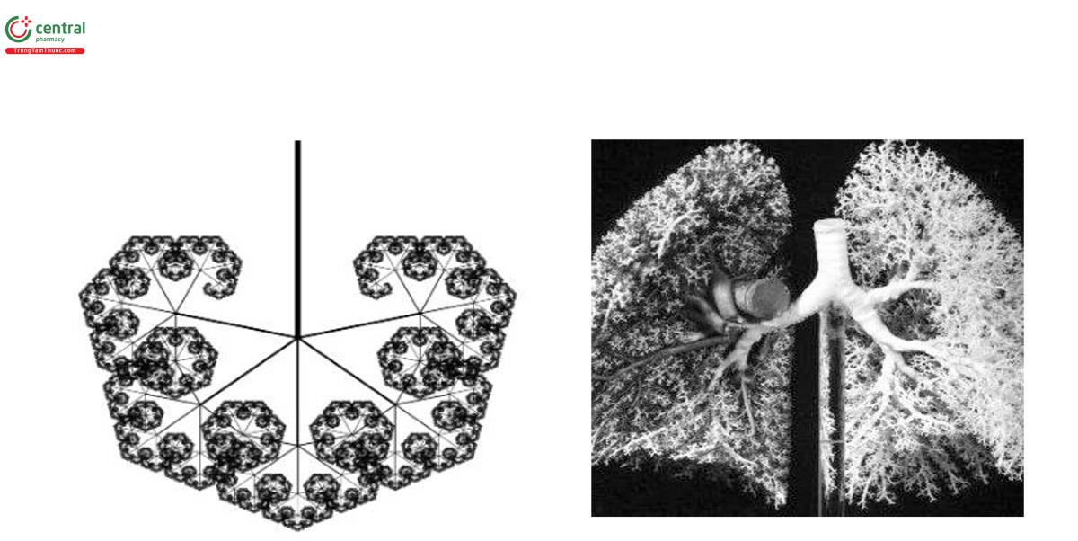 Hình 17. Hình minh họa cấu trúc cây phân nhánh (fractal) cấu trúc phế quản – phổi (Nguồn trích dẫn online)