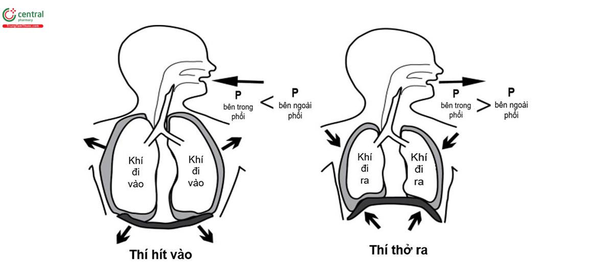 Hình 1. Hoạt động cơ học phổi và lồng ngực làm thay đổi áp lực khí bên trong phổi tạo chênh áp là cơ sở cho lưu thông khí trong phổi