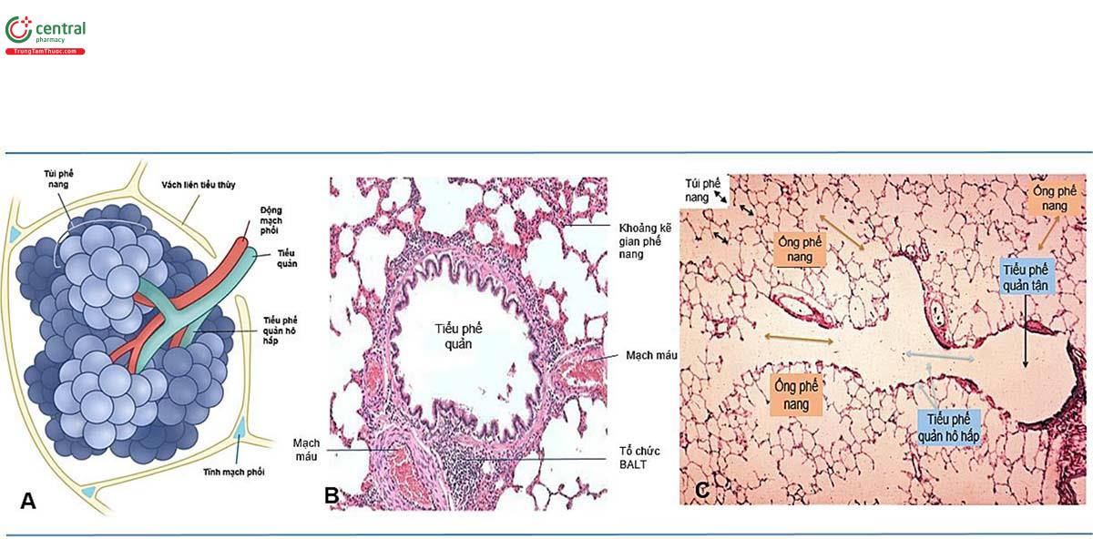 Hình 4. A) Sơ đồ tiểu thùy phổi (đơn vị giải phẫu cuối cùng của phổi). B) Mô học mặt cắt ngang qua tiểu phế quản. C) Mô học nhu mô phổi vùng trao đổi khí. (Viết tắt: BALT: Bronchus-associated lymphoid tissue) (Nguồn trích dẫn: online)