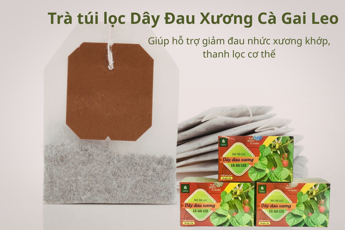 Trà túi lọc Dây Đau Xương Cà Gai Leo giúp giảm đau nhức xương khớp, thanh lọc cơ thể