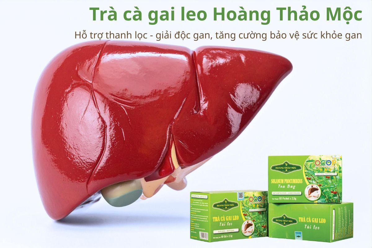 Trà cà gai leo Hoàng Thảo Mộc hỗ trợ thanh lọc - giải độc gan