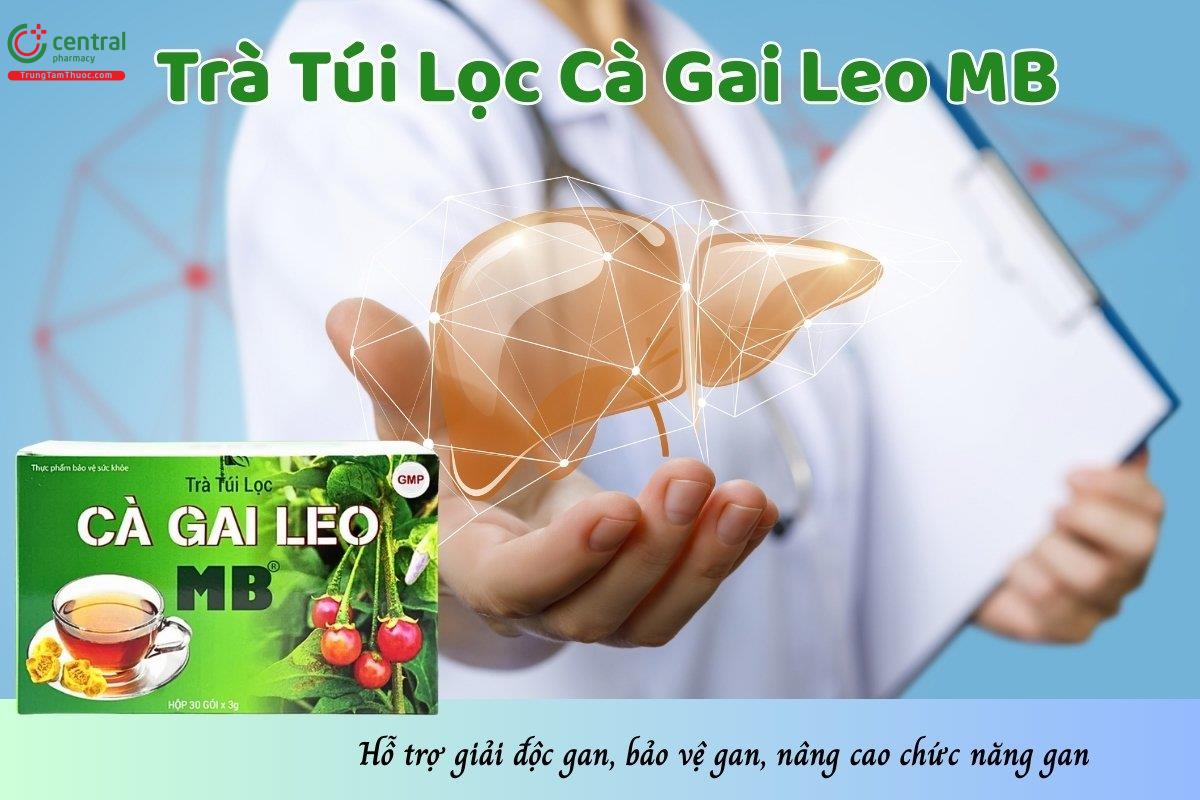 Trà Túi Lọc Cà Gai Leo MB
