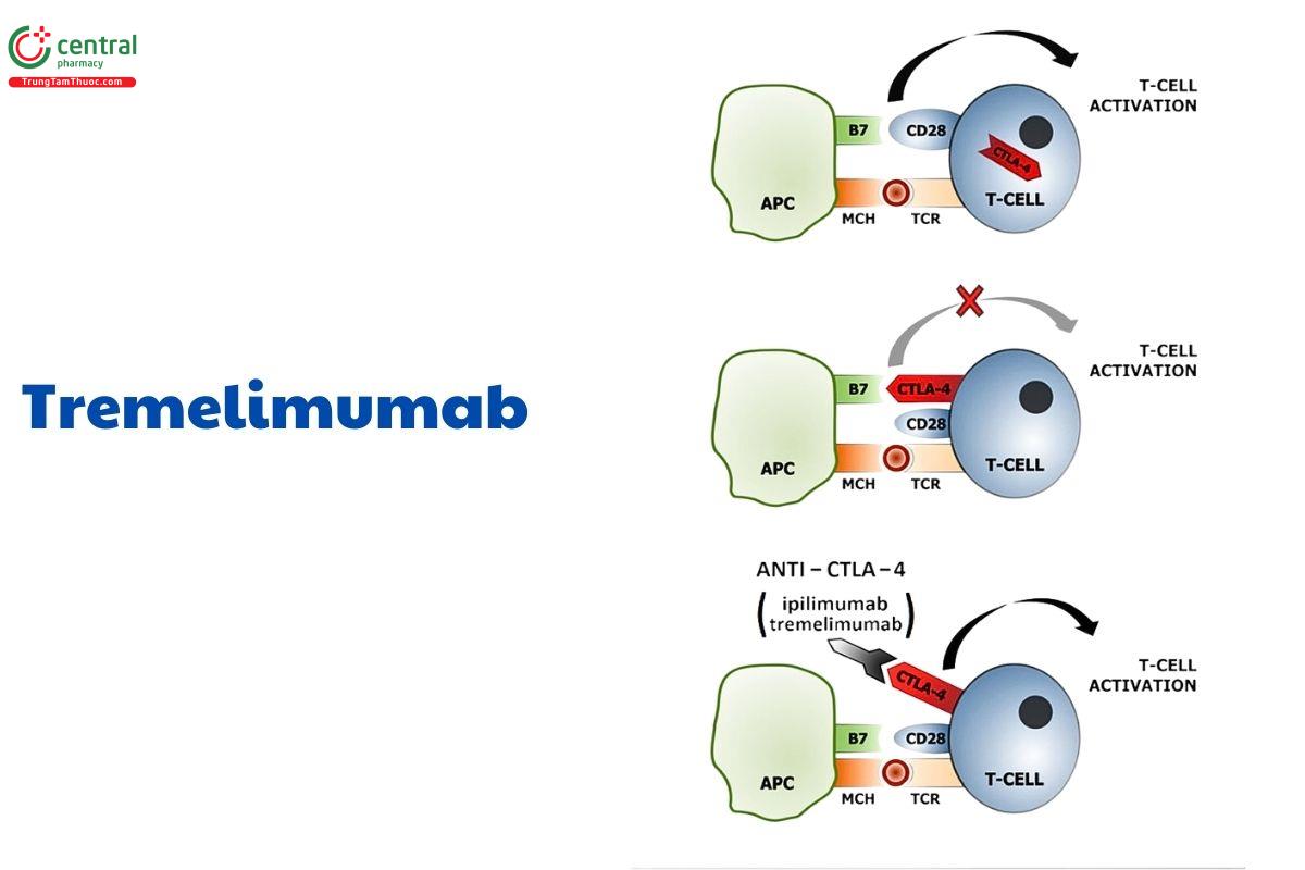 Cơ chế của Tremelimumab