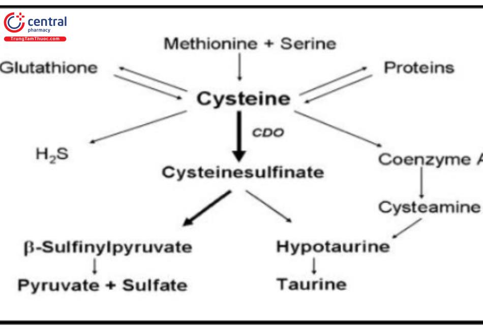 Khi vào cơ thể L-cystine sẽ chuyển hóa thành Cysteine để phát huy tác dụng