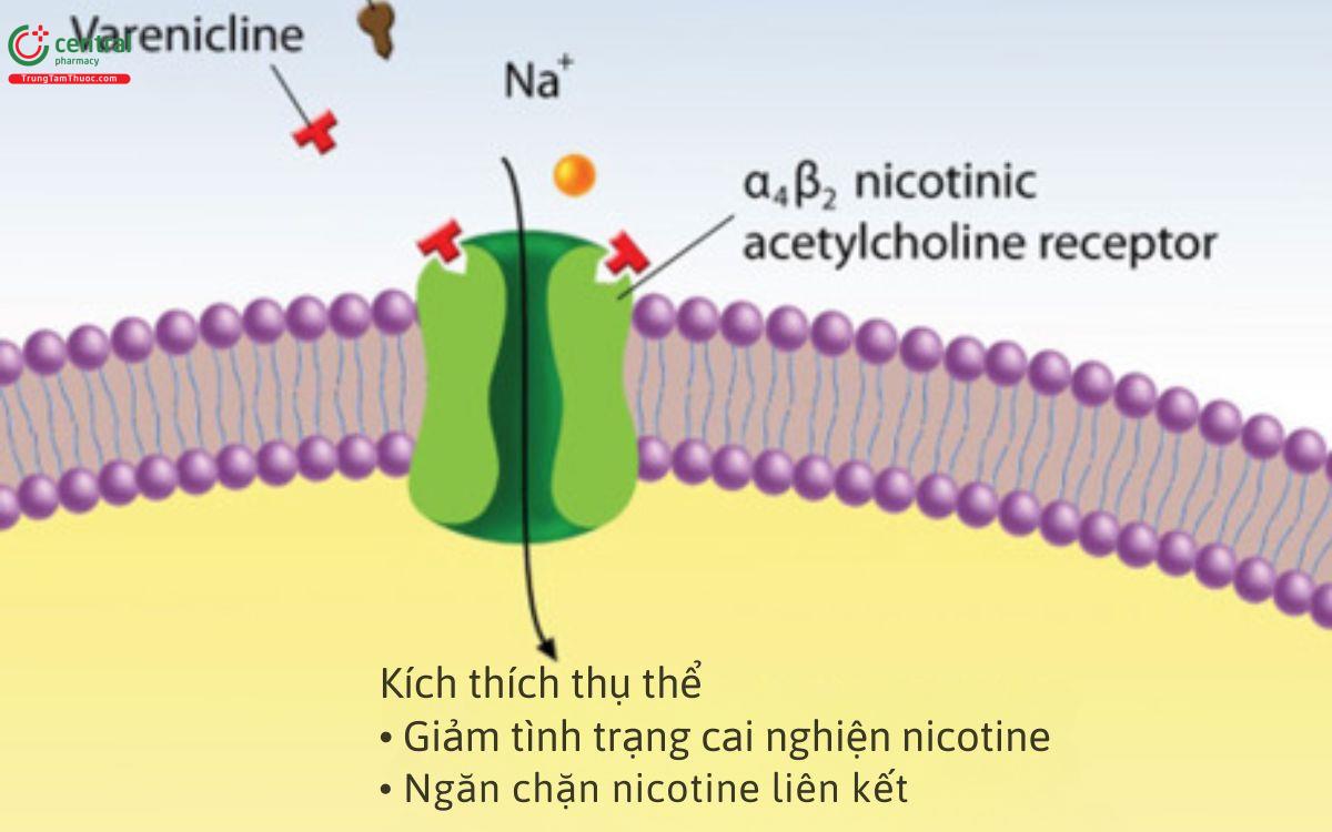 Cơ chế của Varenicline 