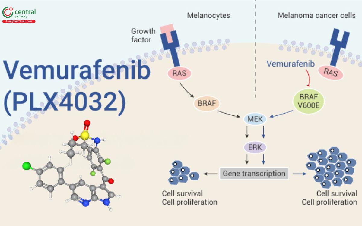 Cơ chế Vemurafenib