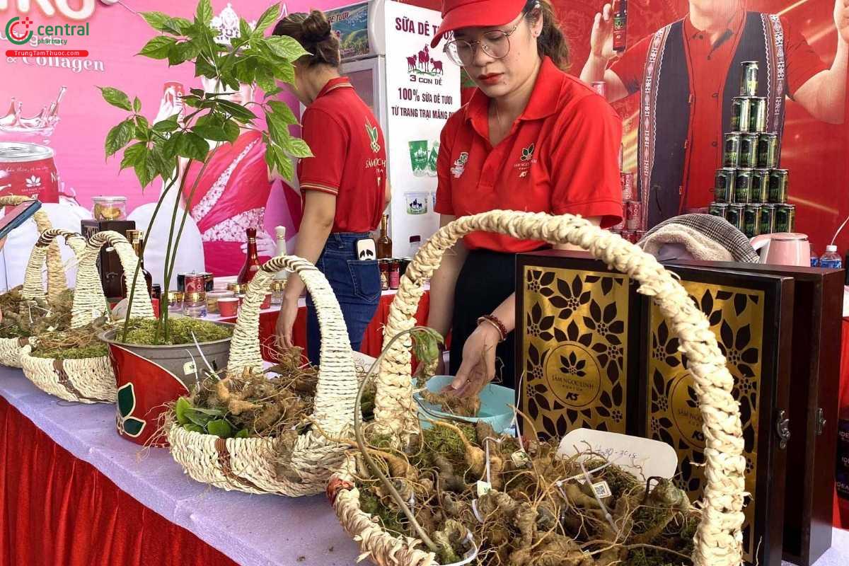 Sâm Ngọc Linh Kon Tum đã được cấp giấy chứng nhận chỉ dẫn địa lý, xác nhận nguồn gốc và chất lượng đặc trưng của sản phẩm từ vùng trồng sâm này