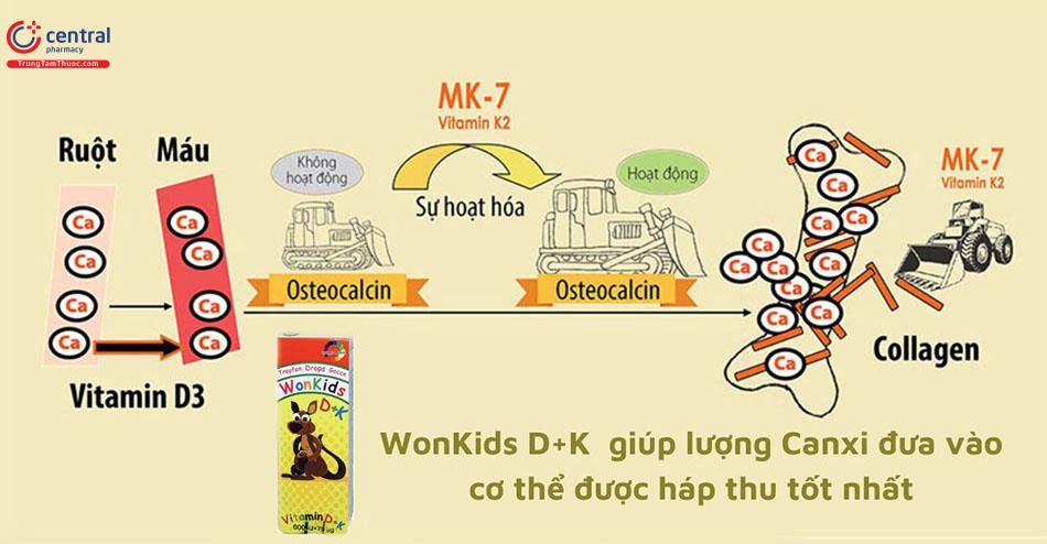 WonKids D+K