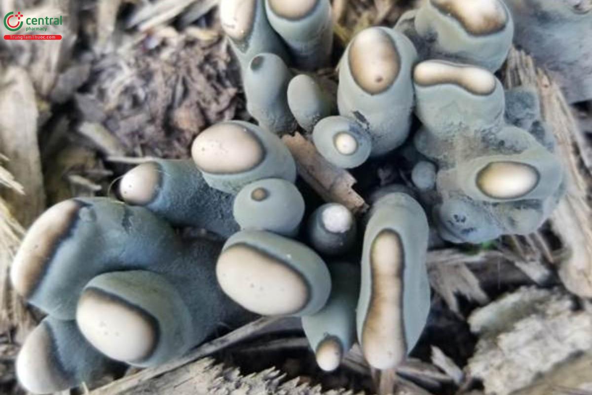 Nấm Xylaria polymorpha