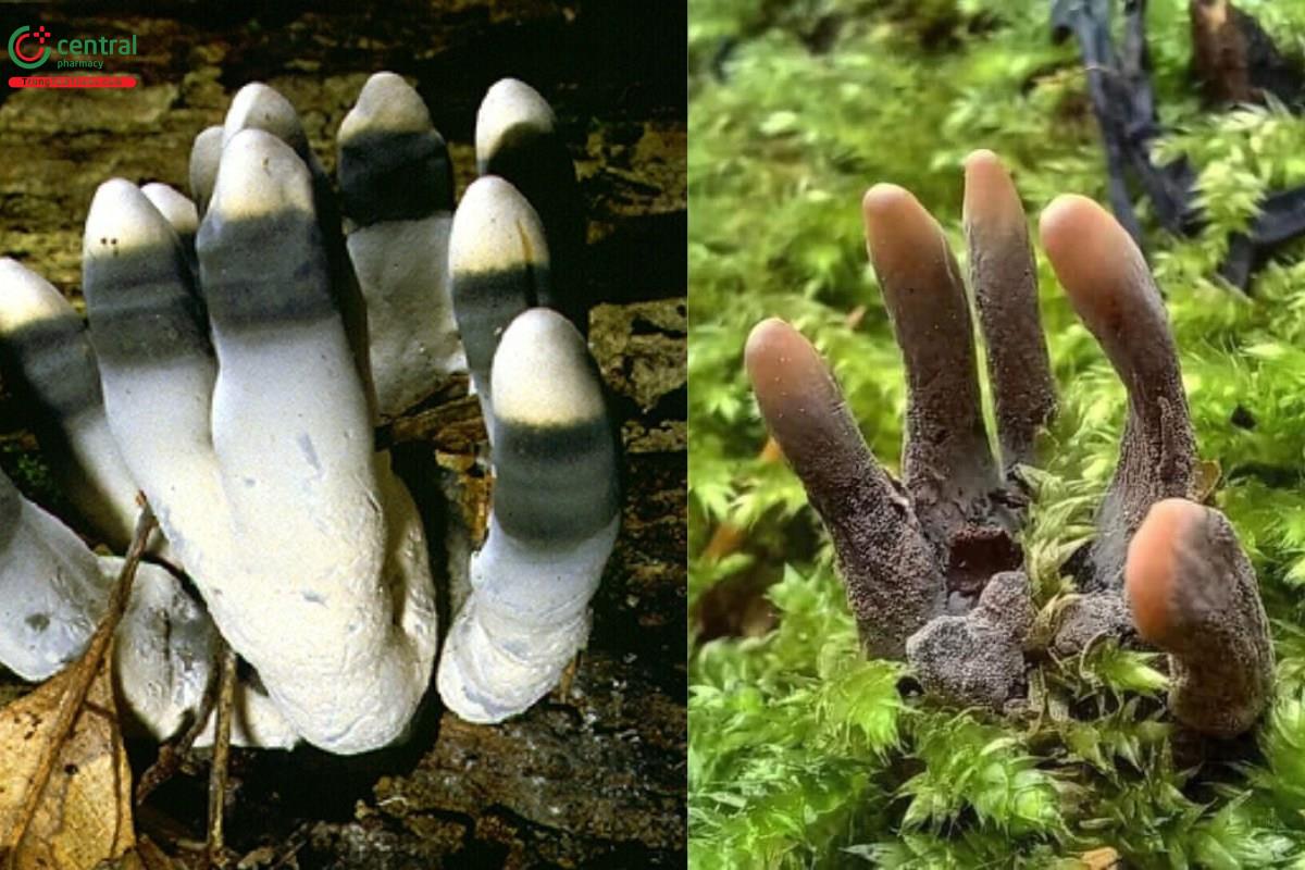 Nấm Xylaria polymorpha