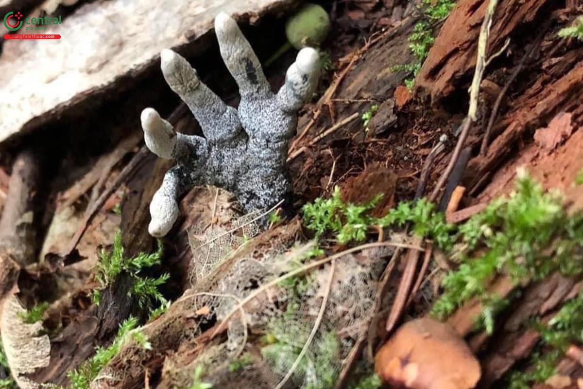 Nấm Xylaria polymorpha