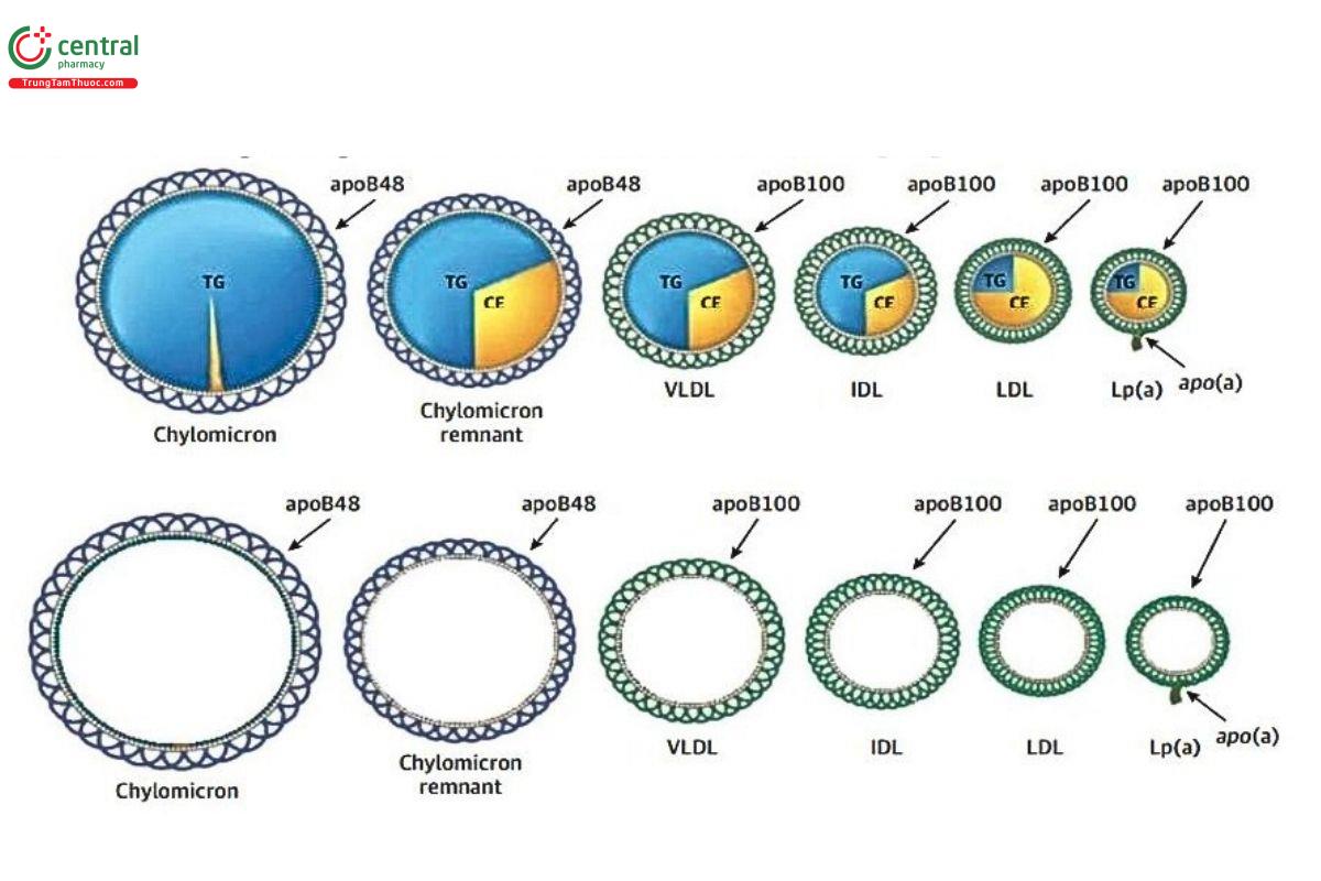 Hình 4. Apolipoprotein B100 và Apolipoprotein B48 trong các Lipoprotein và các  hạt tàn dư của chúng. Mỗi phân tử ApoB chỉ có ở một hạt Lipoprotein và sẽ luôn đi  theo các Lipoprotein này trong suốt vòng đời của chúng.