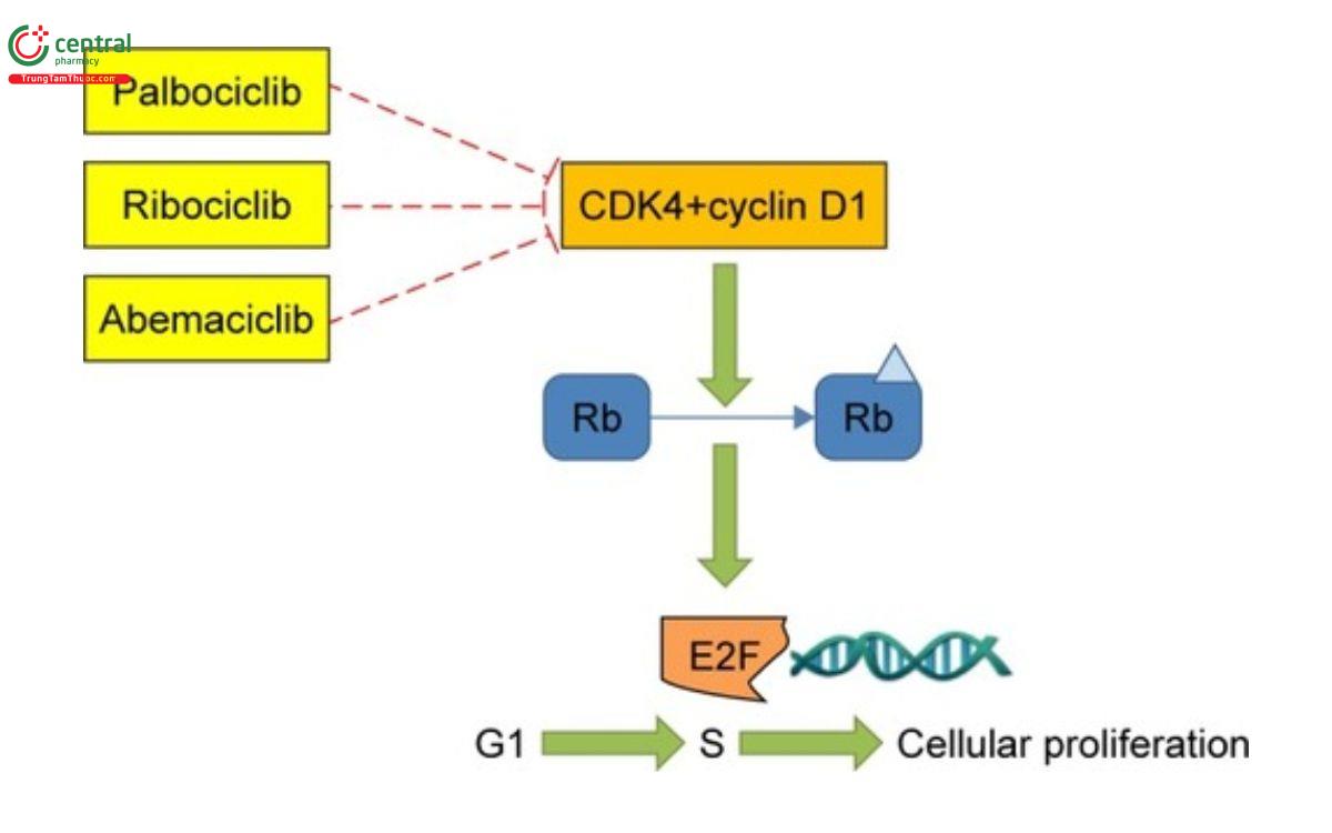 Cơ chế của Abemaciclib