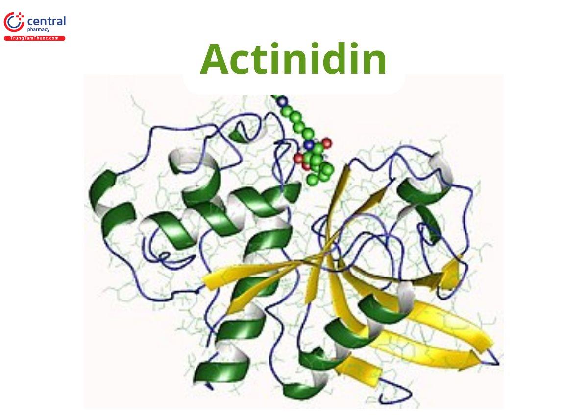 Actinidin