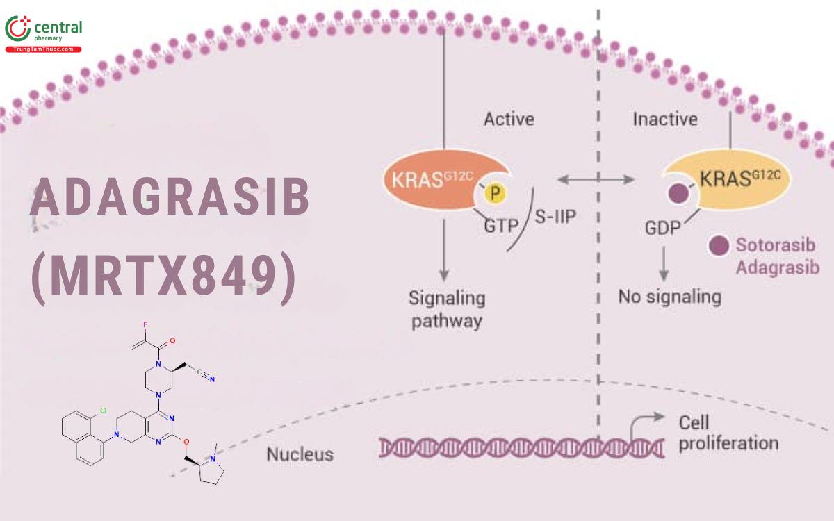 Cơ chế của Adagrasib