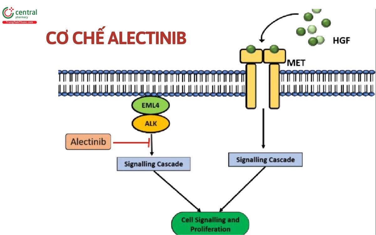 Cơ chế Alectinib