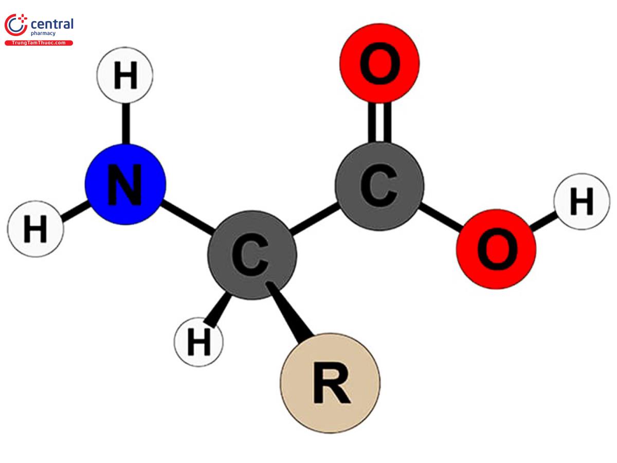 Cấu trúc đơn giản của Amino Acid