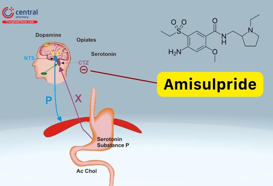 Amisulpride ức chế vùng CTZ giúp chống nôn