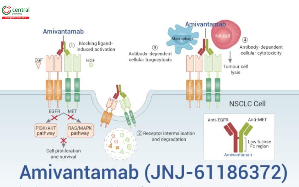 Cơ chế thuốc Amivantamab
