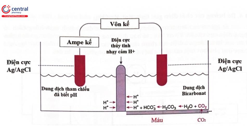 Giản đồ điện cực pCO2