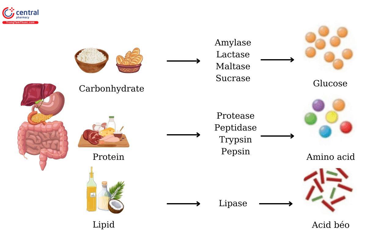 Enzyme thủy phân các chất trong thức ăn thành phân tử nhỏ mà cơ thể hấp thụ được