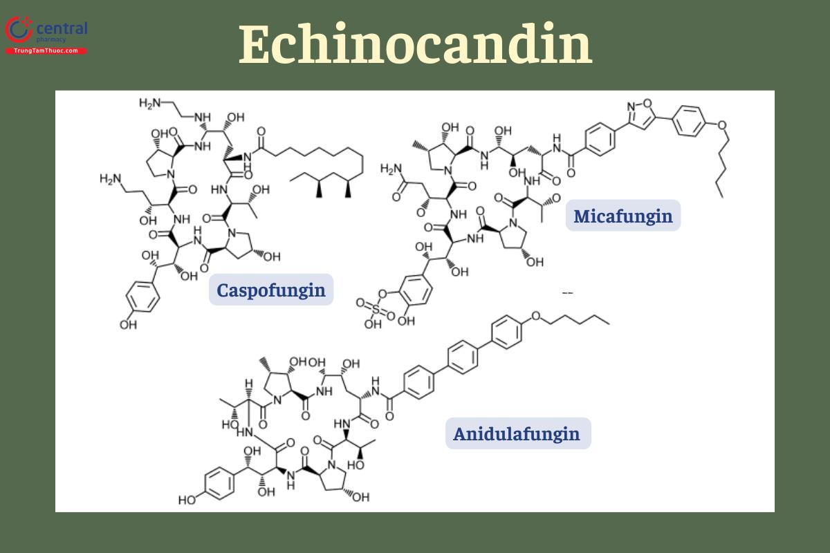 Công thức cấu tạo của các Echinocandin
