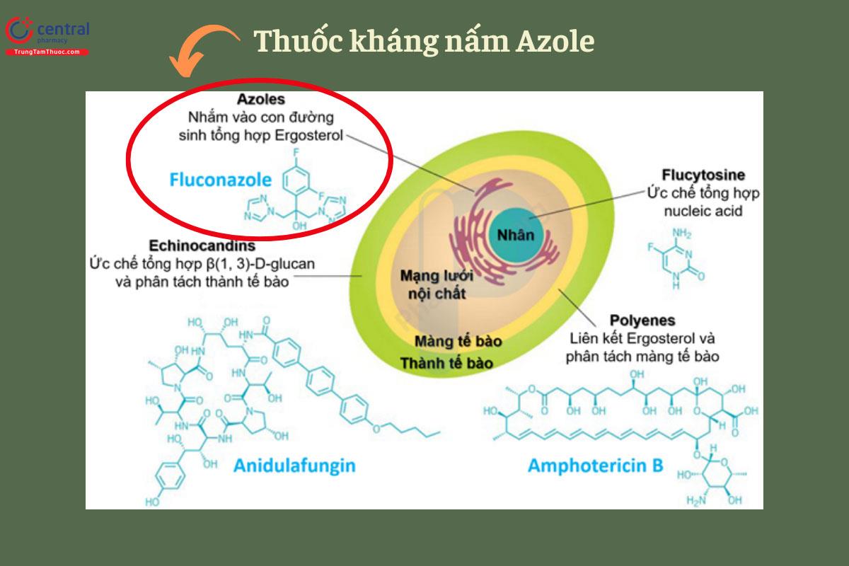 Cơ chế thuốc kháng nấm nhóm Azole