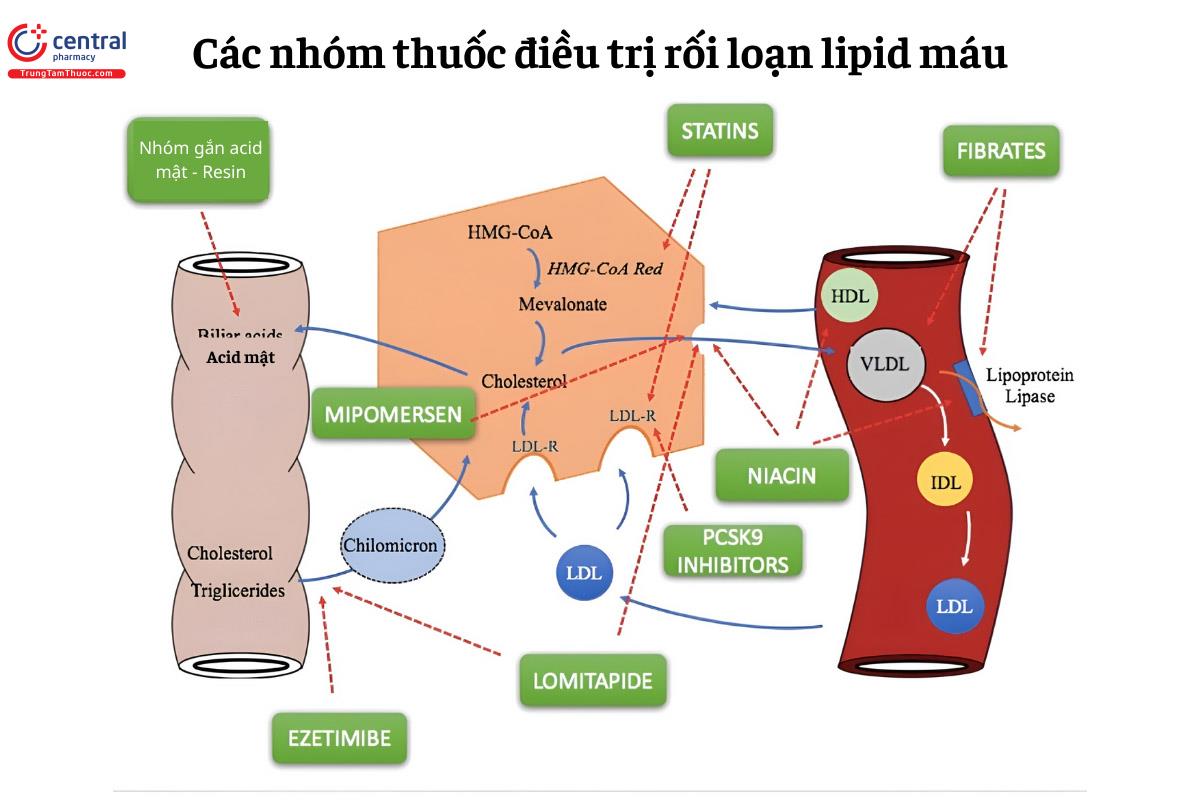 Tổng quan về các thuốc điều trị rối loạn mỡ máu