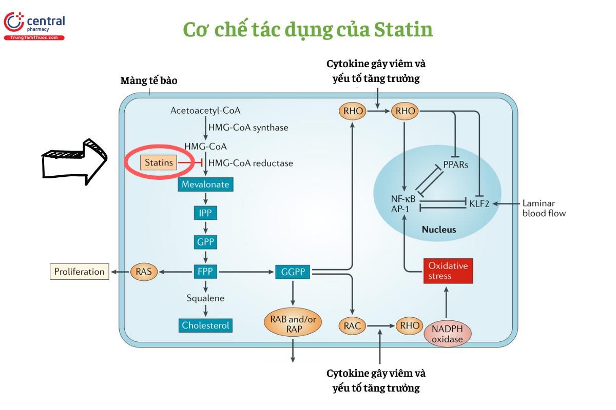 Tác dụng và cơ chế tác dụng chung của nhóm Statin