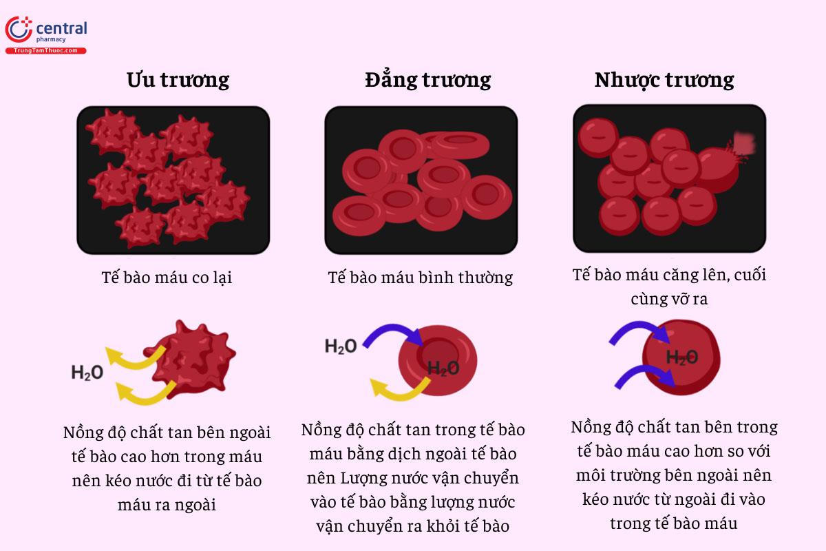 Tác động của các loại dung dịch (ưu trương/nhược trương/đẳng trương) lên tế bào máu