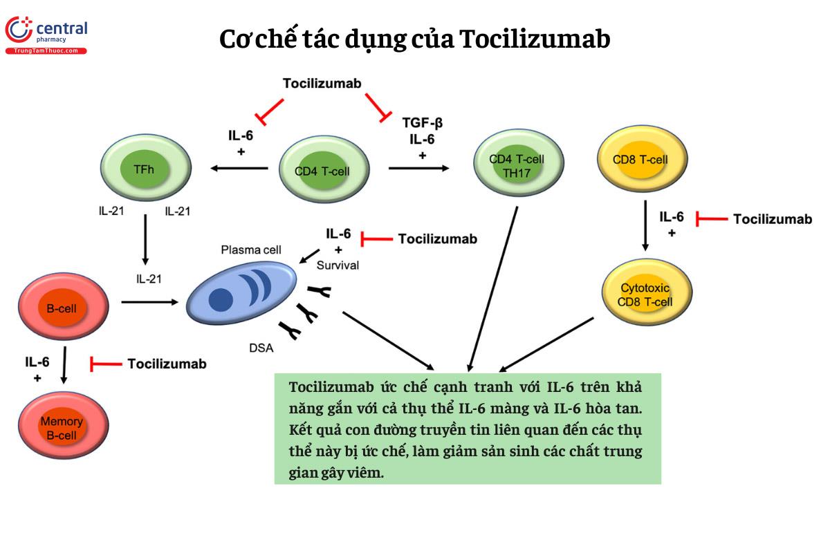 Tocilizumab - Thuốc ức chế interleukin