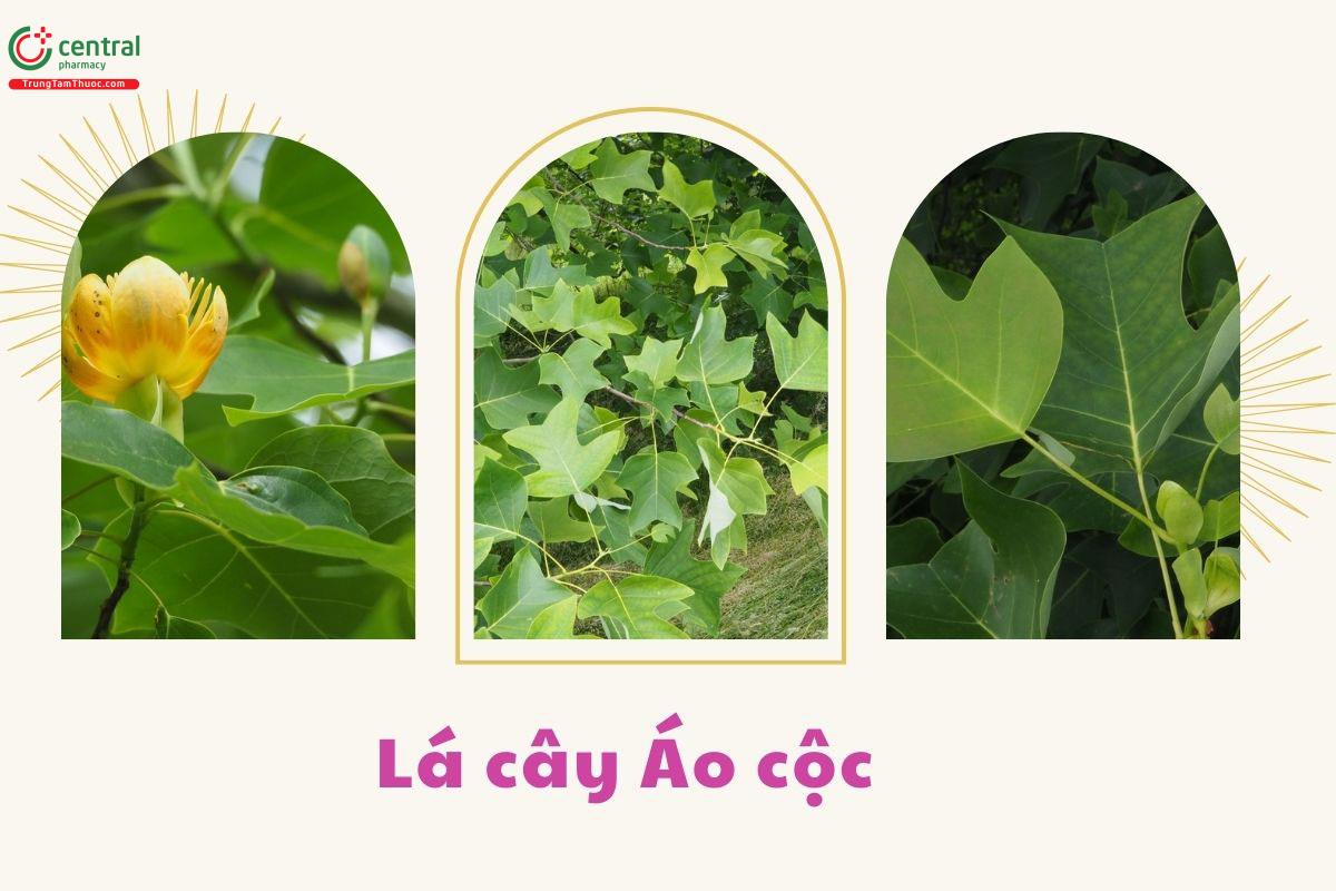 Hình ảnh lá của cây Áo cộc