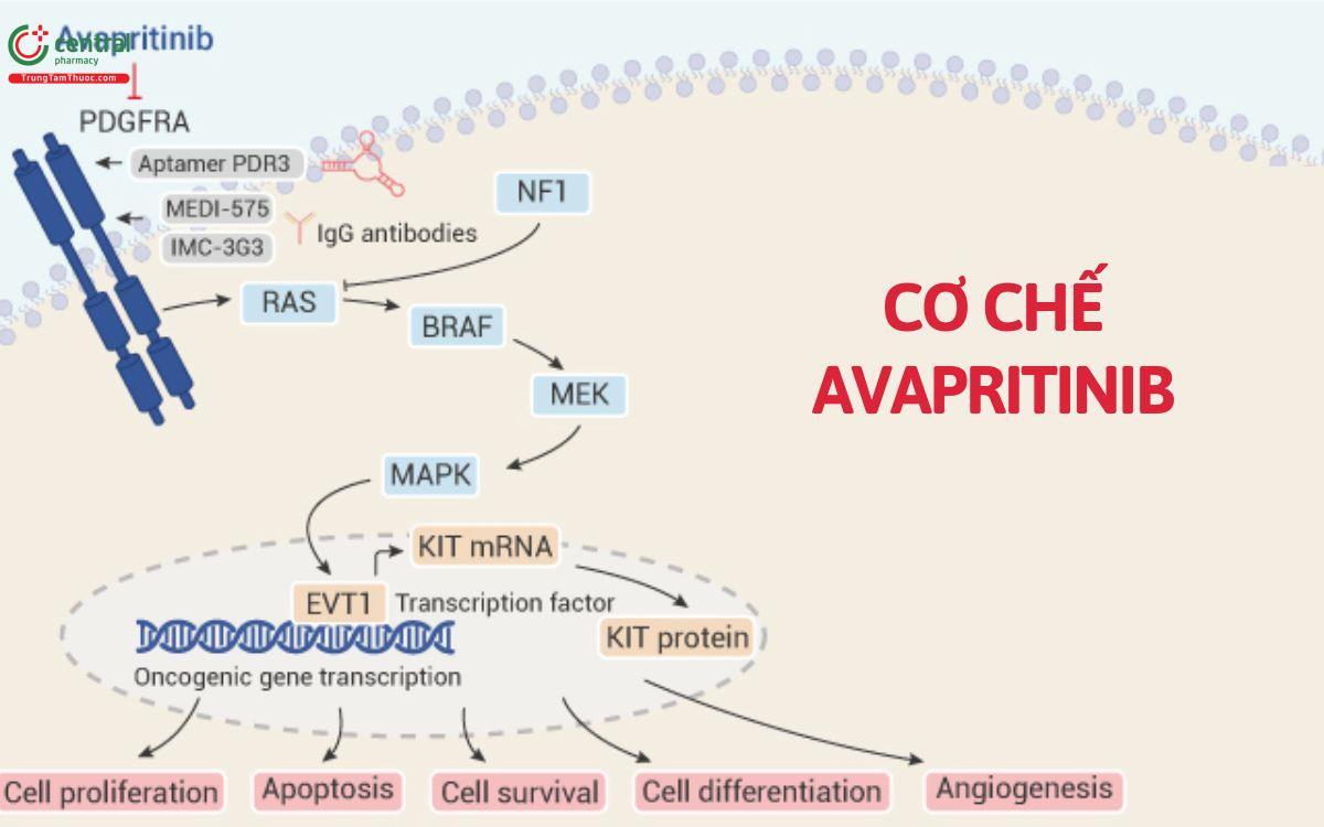 Cơ chế Avapritinib