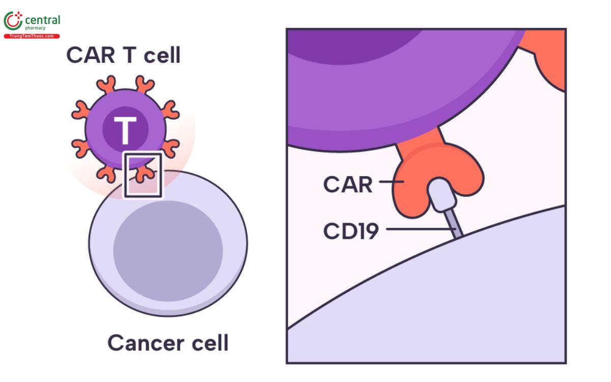 Cơ chế Axicabtagene Ciloleucel